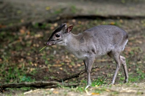 Blue Duiker (Cephalophus monticola)
