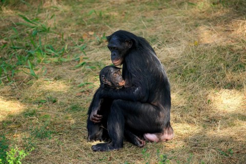 Bonobo (Pan paniscus)