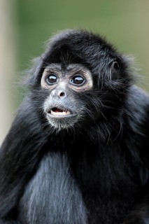 Black-headed Spider Monkey (Ateles fusciceps robustus)