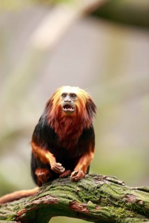 Golden-headed Lion Tamarin (Leontopithecus chrysomelas)