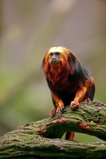 Golden-headed Lion Tamarin (Leontopithecus chrysomelas)