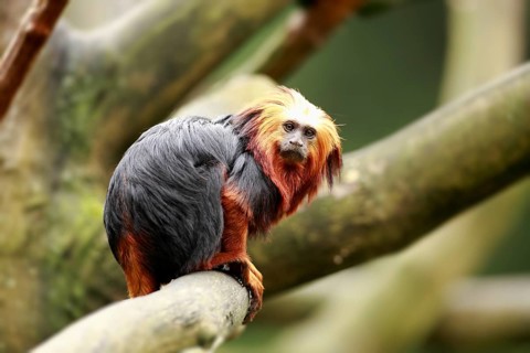Golden-headed Lion Tamarin (Leontopithecus chrysomelas)