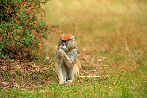 Patas Monkey