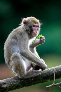 Japanese Macaque or Snow Monkey (Macaca fuscata)