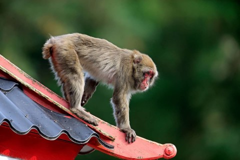 Japanese Macaque or Snow Monkey (Macaca fuscata)