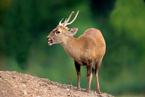 Brow-antlered Deer