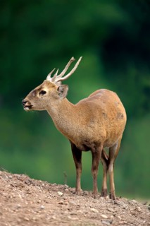 Brow-antlered Deer