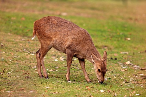 Brow-antlered Deer