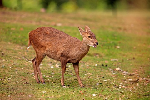Brow-antlered Deer