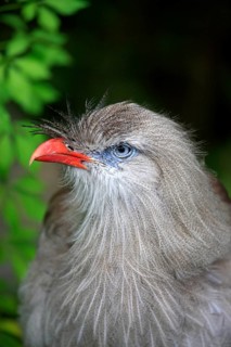 Red-legged Seriema or Crested Cariama (Cariama cristata)