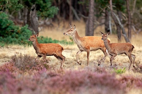 Red Deer (Cervus elaphus)