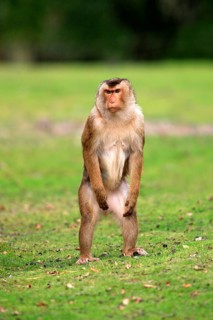 Southern Pig-tailed Macaque (Macaca nemestrina)
