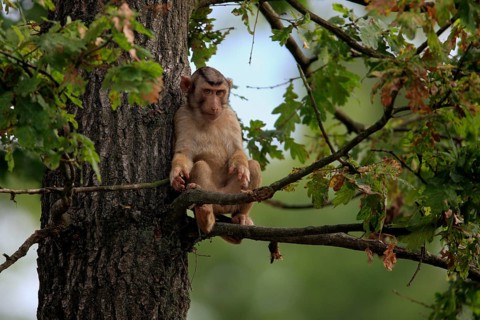 Southern Pig-tailed Macaque (Macaca nemestrina)