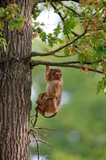 Southern Pig-tailed Macaque (Macaca nemestrina)
