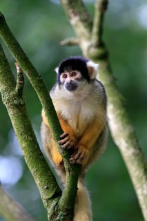 Common Squirrel Monkey (Saimiri sciureus)