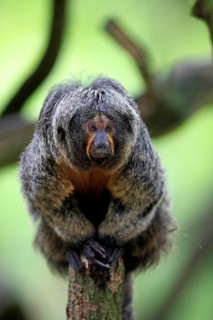 White-faced Saki