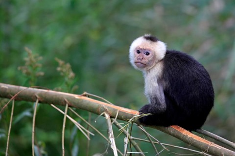 White-headed Capuchin (Cebus capucinus)