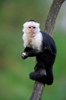 White-headed Capuchin (Cebus capucinus)