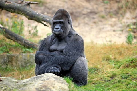 Western Lowland Gorilla (Gorilla gorilla gorilla)