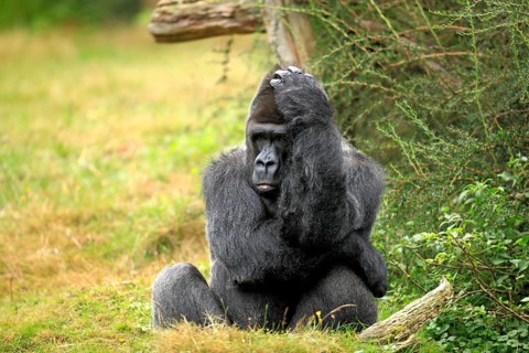 Western Lowland Gorilla (Gorilla gorilla gorilla)