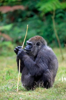 Western Lowland Gorilla (Gorilla gorilla gorilla)