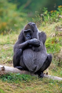 Western Lowland Gorilla (Gorilla gorilla gorilla)