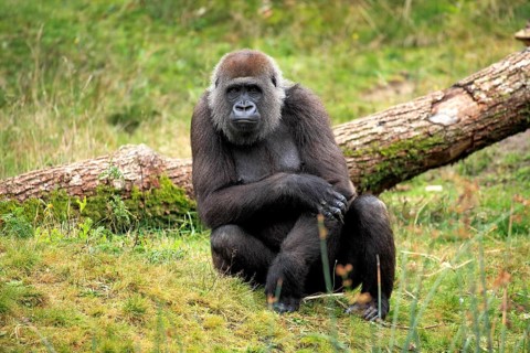 Western Lowland Gorilla (Gorilla gorilla gorilla)