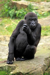 Western Lowland Gorilla (Gorilla gorilla gorilla)