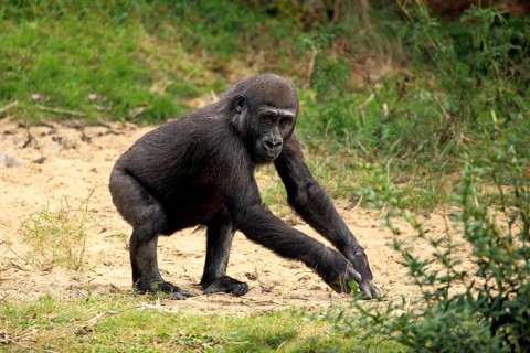 Western Lowland Gorilla (Gorilla gorilla gorilla)