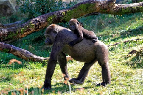 Western Lowland Gorilla (Gorilla gorilla gorilla)