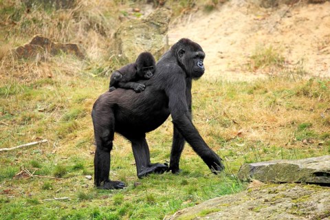 Western Lowland Gorilla (Gorilla gorilla gorilla)