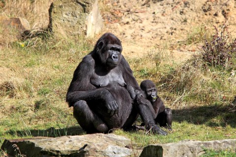 Western Lowland Gorilla (Gorilla gorilla gorilla)