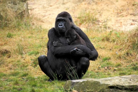 Western Lowland Gorilla (Gorilla gorilla gorilla)