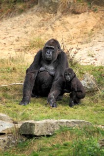Western Lowland Gorilla (Gorilla gorilla gorilla)