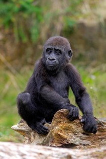 Western Lowland Gorilla (Gorilla gorilla gorilla)
