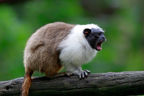Pied Tamarin (Saguinus bicolor)
