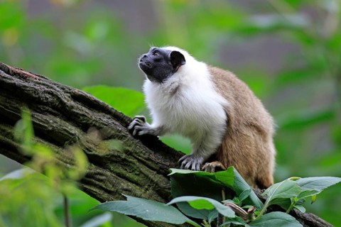 Pied Tamarin (Saguinus bicolor)