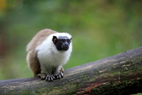 Pied Tamarin (Saguinus bicolor)