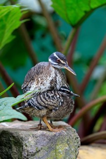 Sunbittern (Eurypyga helias) adult with young bird