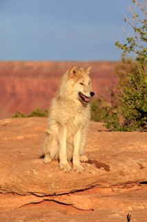 Wolf (Canis lupus)