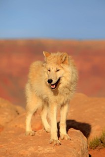 Wolf (Canis lupus)