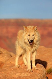 Wolf (Canis lupus)