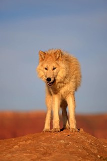 Wolf (Canis lupus)