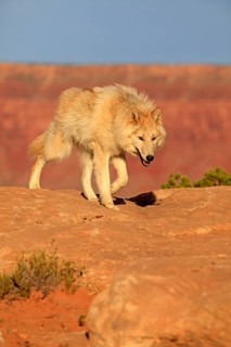 Wolf (Canis lupus)