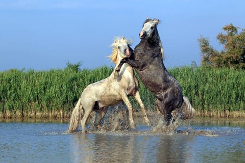 Camargue horses (Equus ferus caballus)