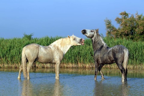 Camargue horses (Equus ferus caballus)