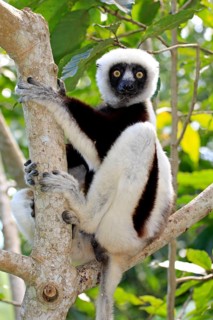 Coquerel's Sifaka (Propithecus coquereli)