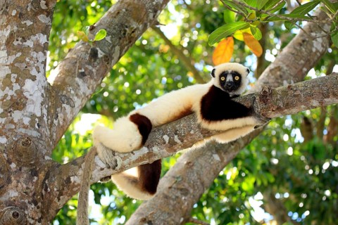 Coquerel's Sifaka (Propithecus coquereli)