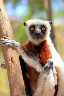 Coquerel's Sifaka (Propithecus coquereli)