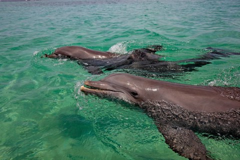 Two Common Bottlenose Dolphins (Tursiops truncatus)